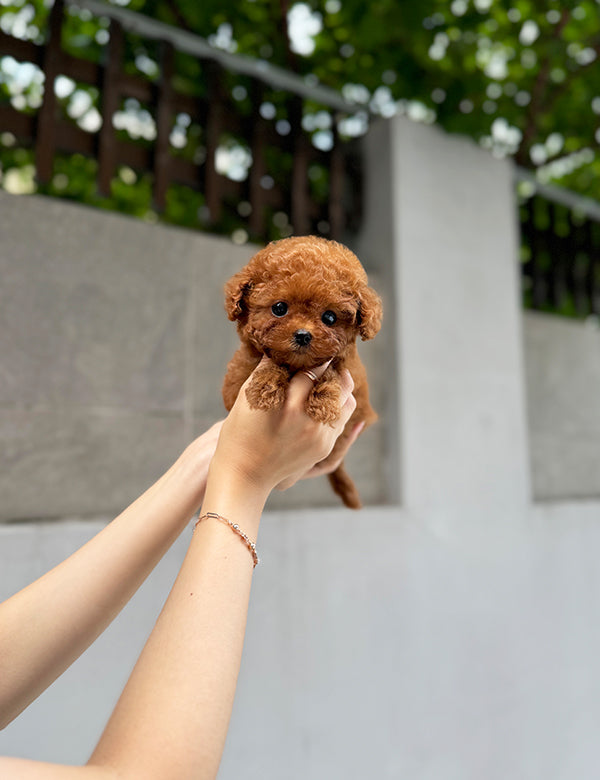 Teacup Redpoodle- Mari