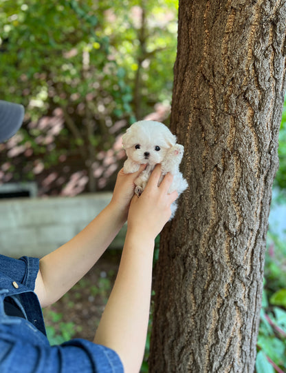 Tea cup Maltese- Rara - I LOVE DOG MAIN