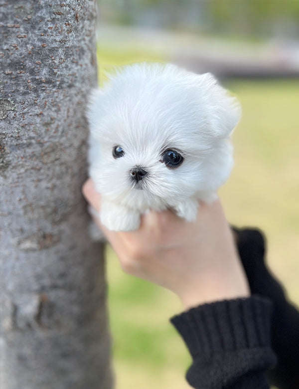 Teacup Maltese- Jeti - I LOVE DOG MAIN