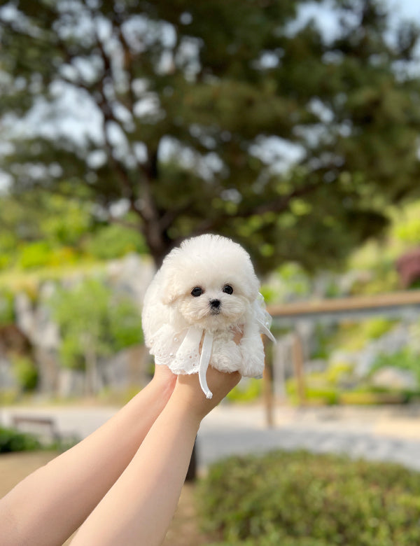 Tea cup Bichonfrise -Wooby - I LOVE DOG MAIN