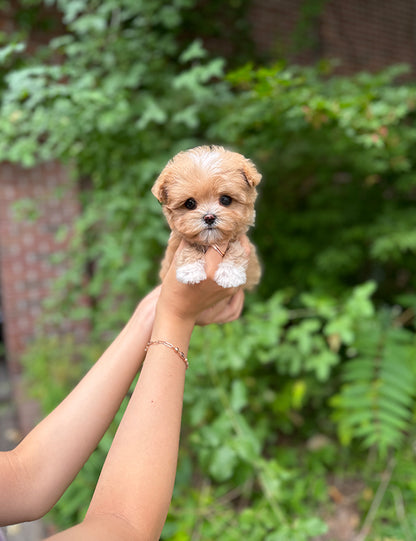 Teacup Maltipoo- Connie