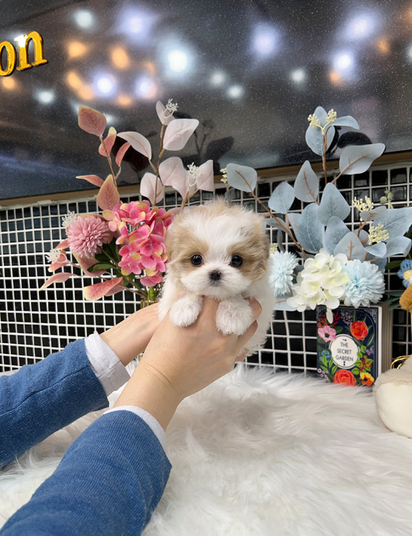 Tea cup Maltipoo- Dindin - I LOVE DOG MAIN