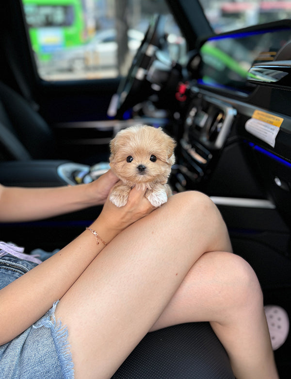 Teacup Maltipoo- Noa