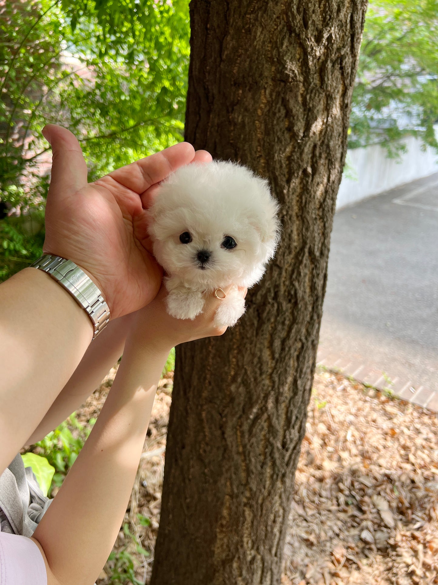 Teacup Bichonfrise - mati - I LOVE DOG MAIN