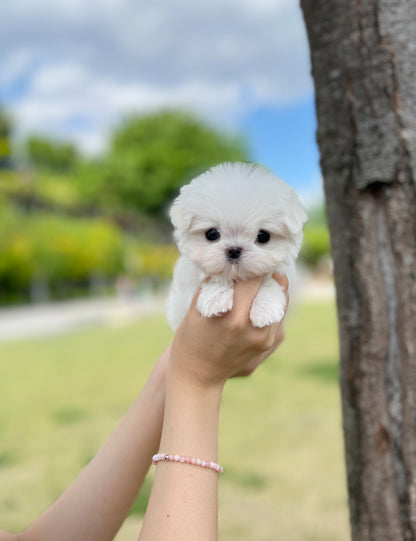 Teacup Maltese- Arin - I LOVE DOG MAIN