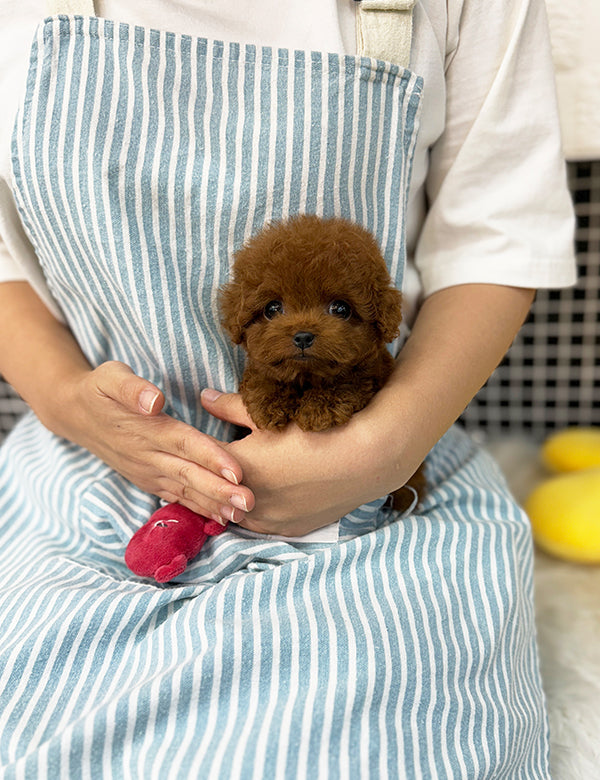 Teacup Redpoodle- Luti