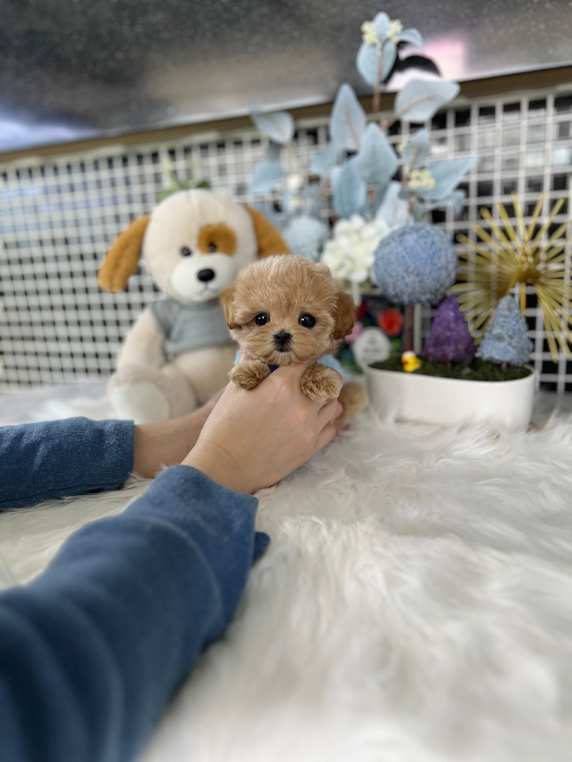 Tea cup Maltipoo- Miku - I LOVE DOG MAIN