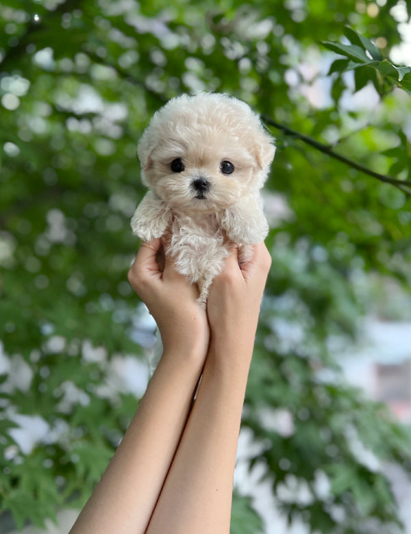 Tea cup Maltipoo- Juju - I LOVE DOG MAIN