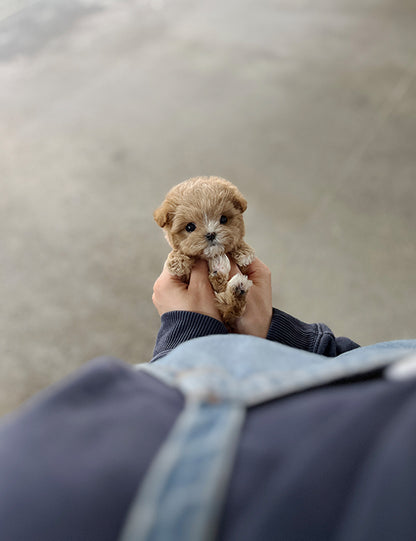 Teacup Maltipoo- Morry - I LOVE DOG MAIN