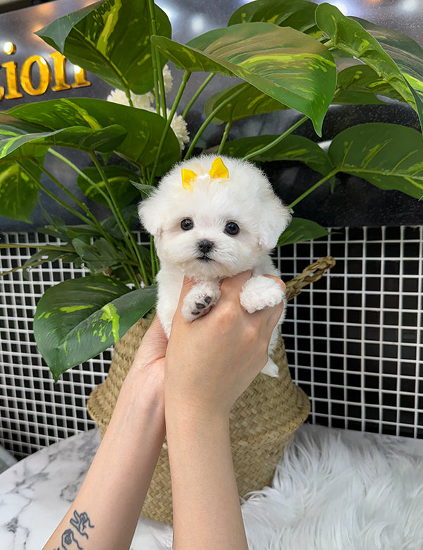 Teacup bichonfrise -Rora