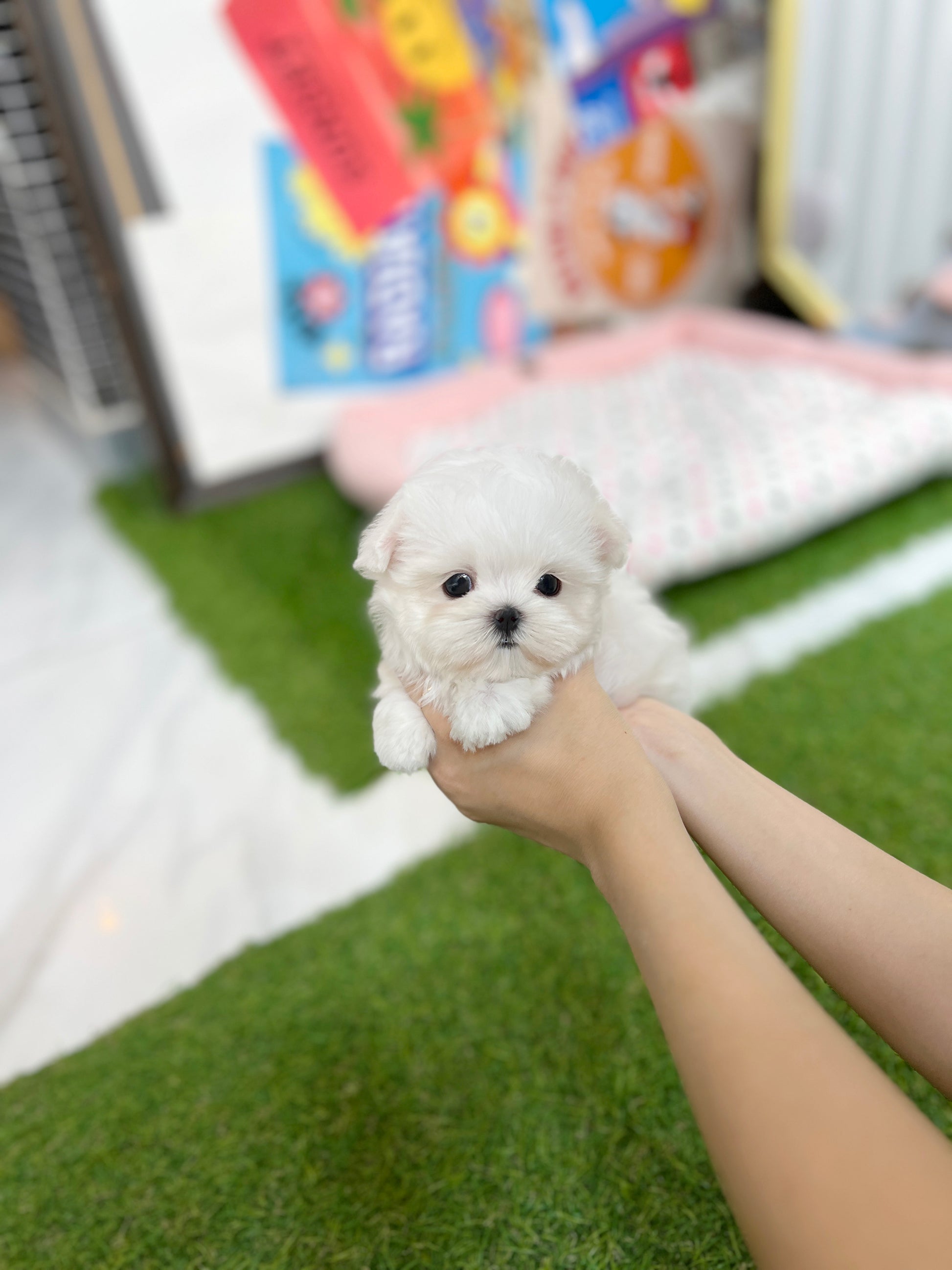 Tea cup maltese-Somi - I LOVE DOG MAIN