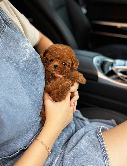 Teacup Redpoodle- Mari