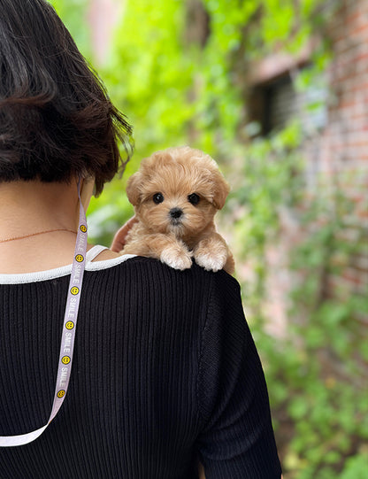 Teacup Maltipoo- Chacha