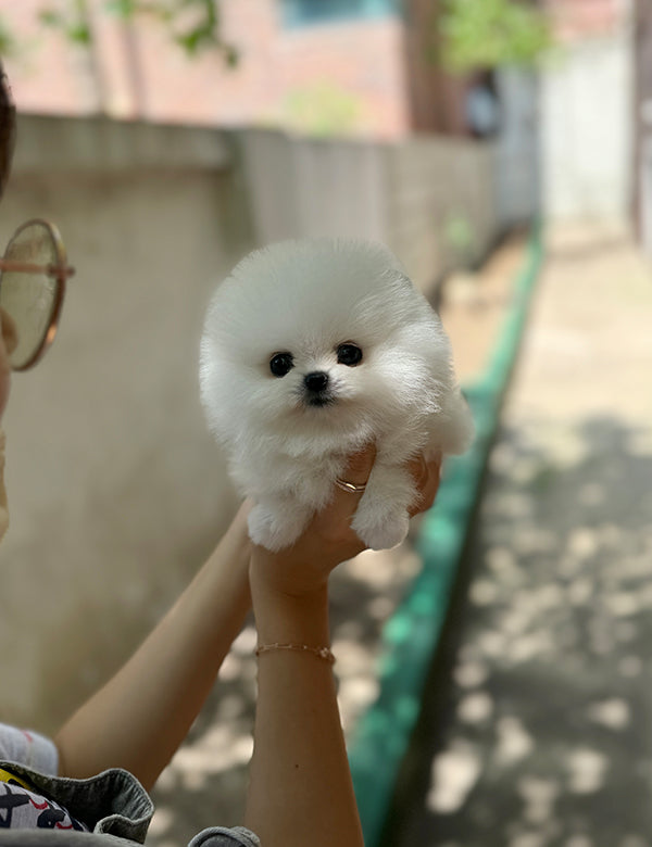 Teacup pomeranian- Songyi