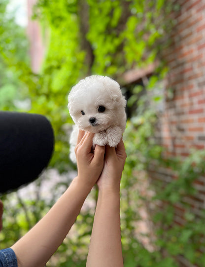 Teacup bichon frise - Mango