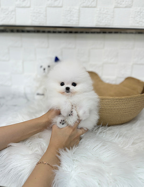 Teacup pomeranian- Sera