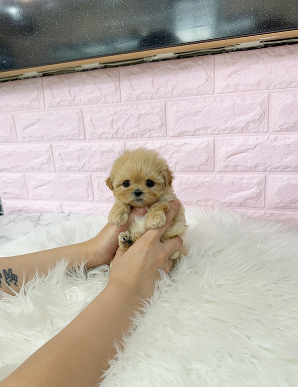 Teacup maltipoo-Riri