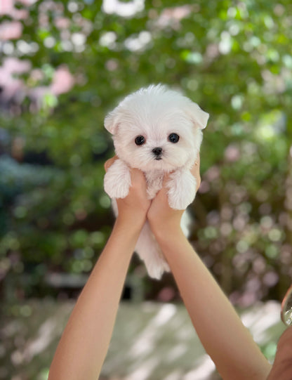 Tea cup Maltese- Tomas - I LOVE DOG MAIN