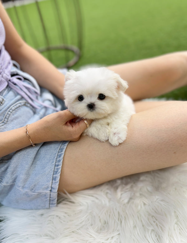 Teacup Maltese-Arin