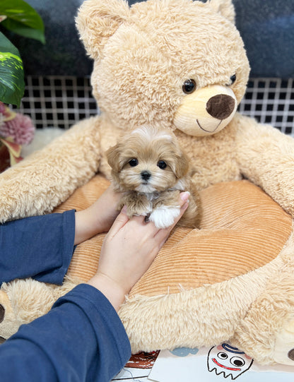 Tea cup Maltipoo-Coconut - I LOVE DOG MAIN