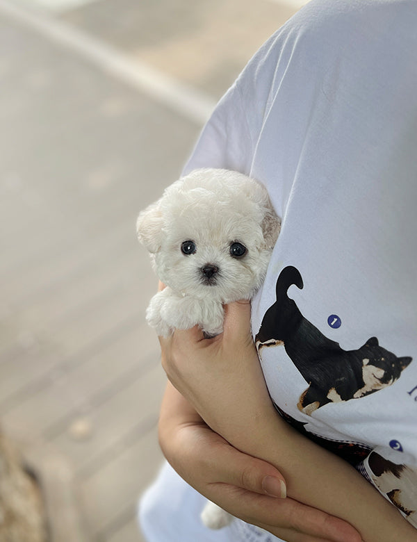 Teacup Bichonfrise -Ruri - I LOVE DOG MAIN