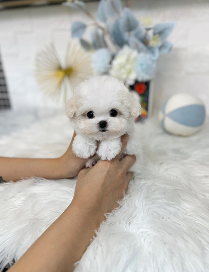 Teacup Bichonfrise -Chico