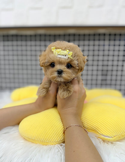 Teacup Maltipoo- hoho