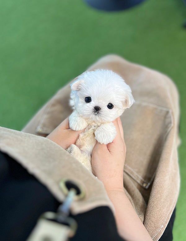 Tea cup Maltese -Cake - I LOVE DOG MAIN