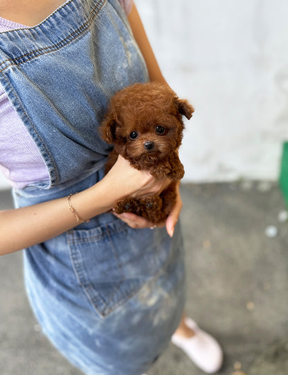 Teacup Red poodle- Amu