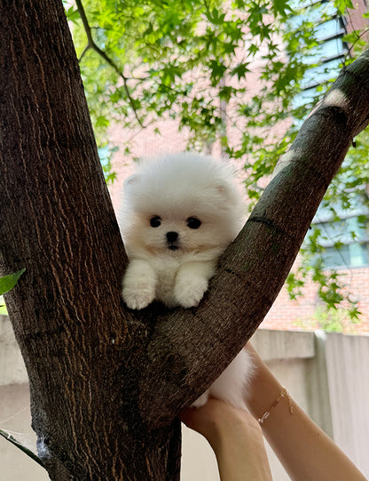 Teacup pomeranian- Miku