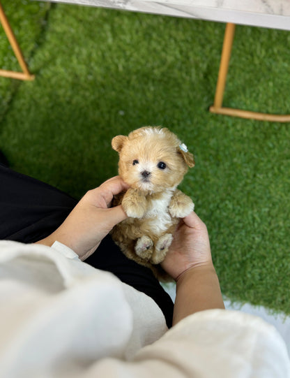 Teacup maltipoo -Wooming