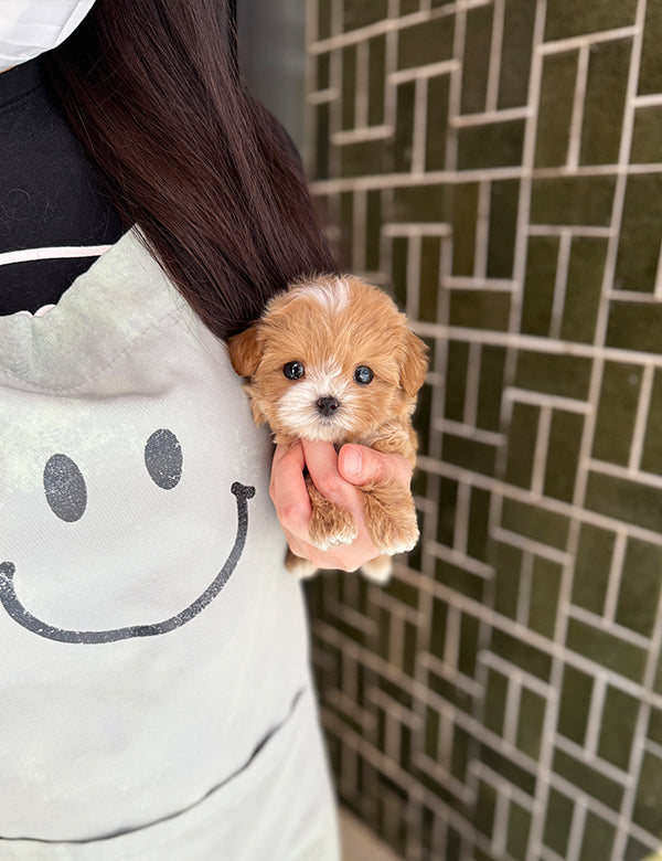 Teacup Maltipoo- Lita