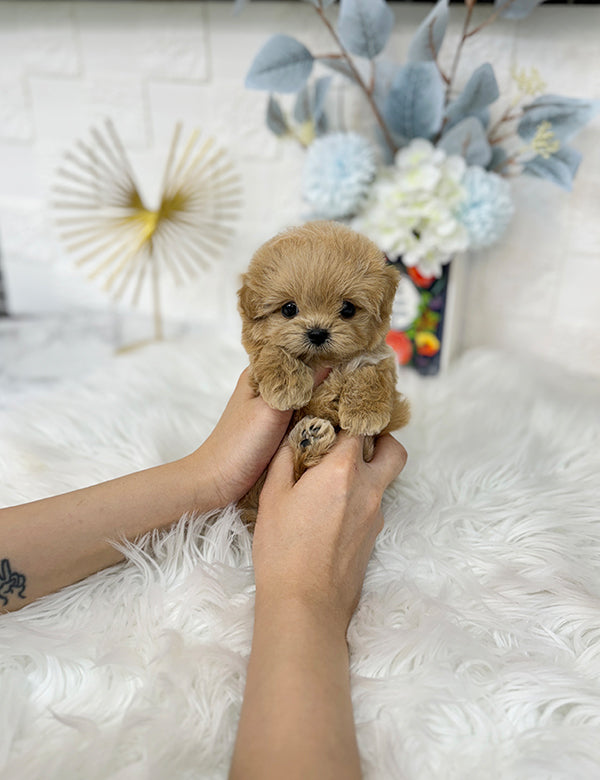 Teacup Maltipoo- Cream