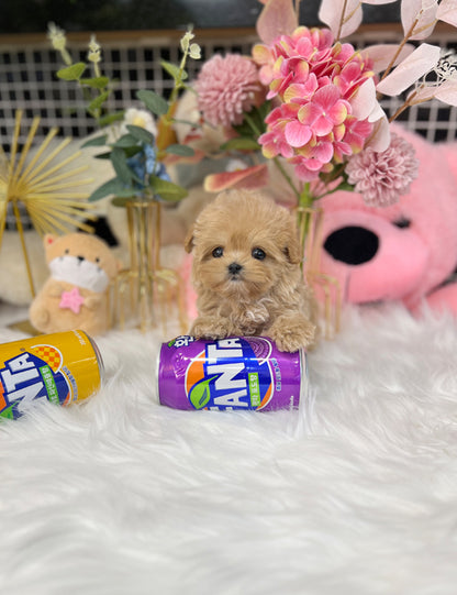 Tea cup maltipoo-Remi - I LOVE DOG MAIN