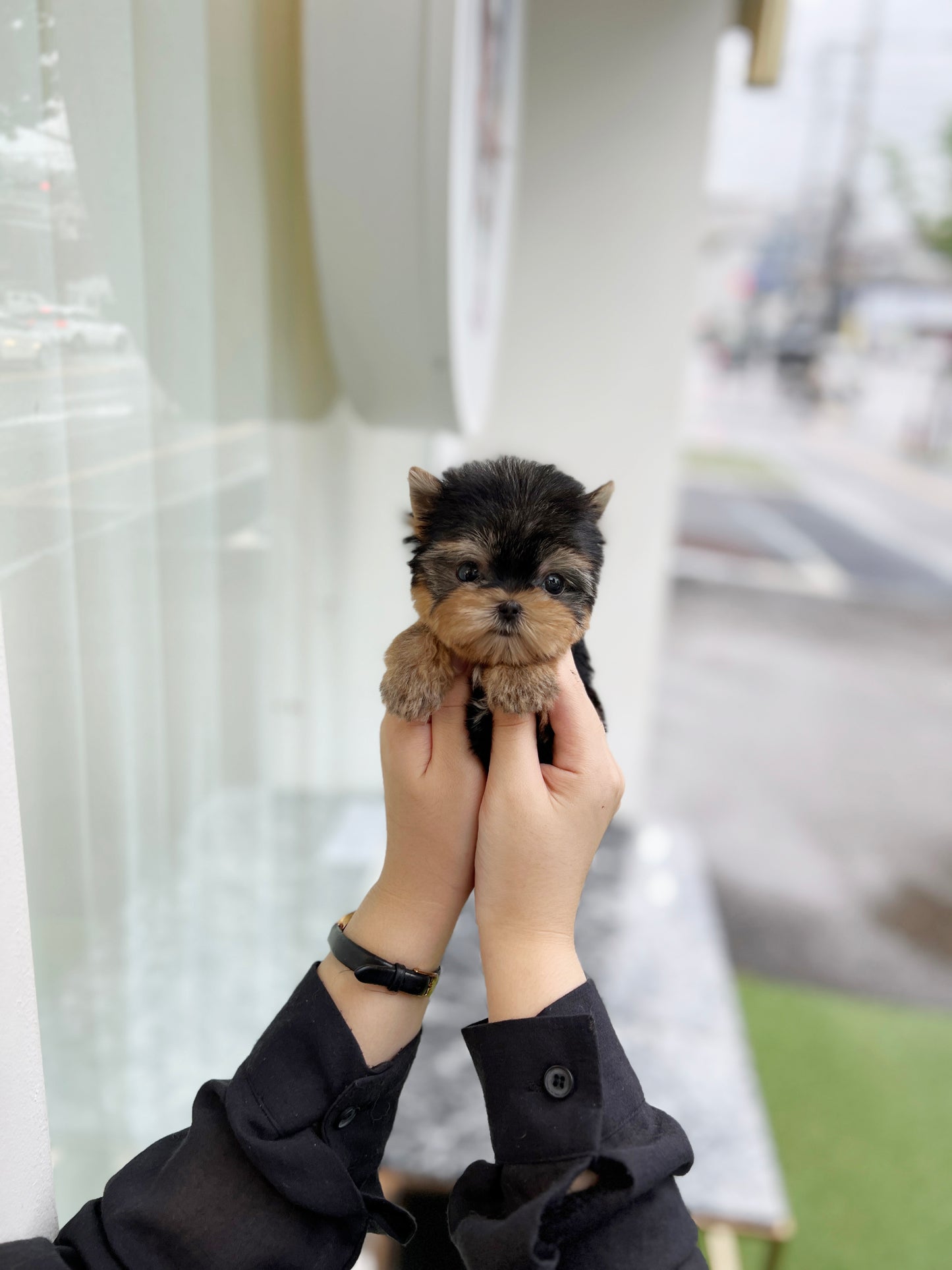 Tea cup Yorkshire Terrier-Theo - I LOVE DOG MAIN