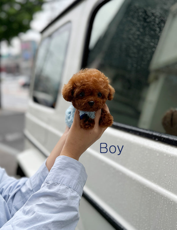 Tea cup Toy Poodle-Burger