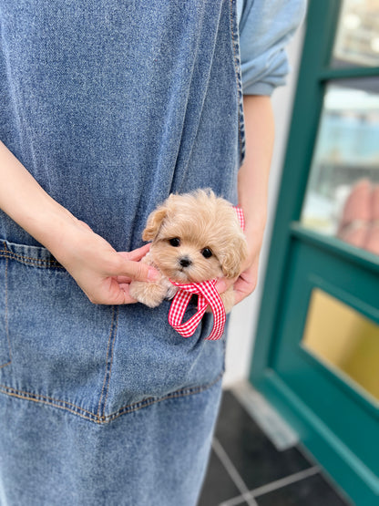 Tea cup Maltipoo- pay - I LOVE DOG MAIN