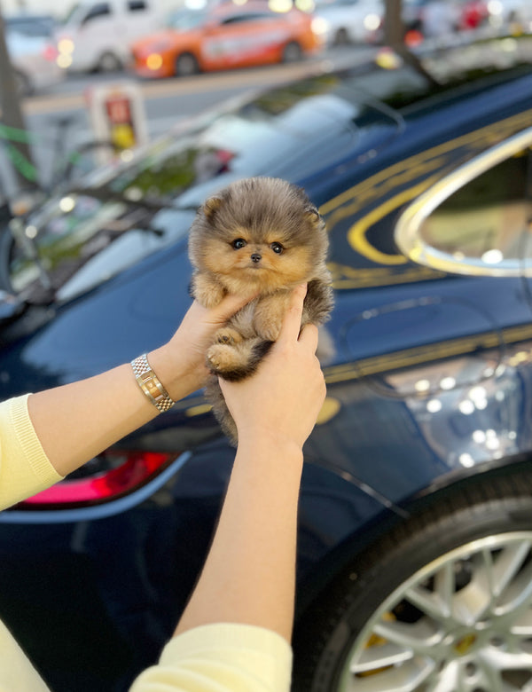 Tea cup Pomeranian- Lilac - I LOVE DOG MAIN