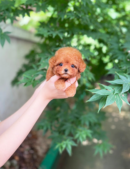 Tea cup poodle-Happy - I LOVE DOG MAIN