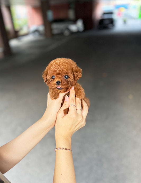 Teacup Redpoodle- momo