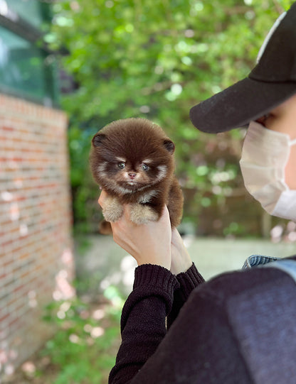 Teacup Chocotan Pomeranian- Luna - I LOVE DOG MAIN