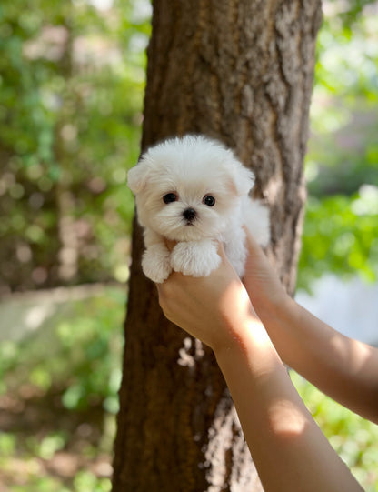 Tea cup Maltese- Bin - I LOVE DOG MAIN