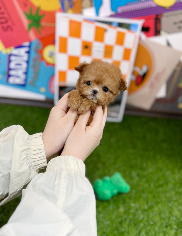 Tea cup Maltipoo-Mizz - I LOVE DOG MAIN