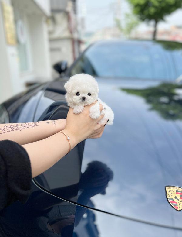 Tea cup Bichonfrise-Cream - I LOVE DOG MAIN