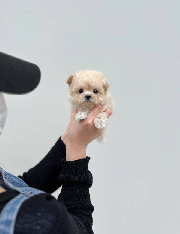 Tea cup maltipoo -Wendy - I LOVE DOG MAIN