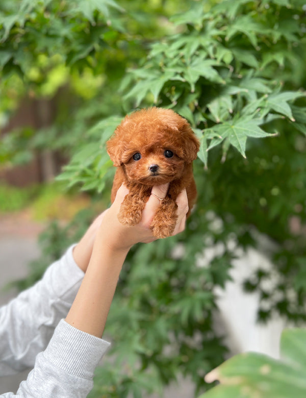 Teacup Redpoodle- Hena - I LOVE DOG MAIN