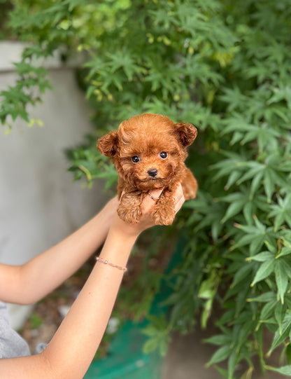 Teacup Toy poodle- lumi