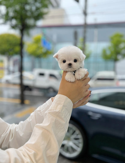 Tea cup Maltese-Shuga - I LOVE DOG MAIN