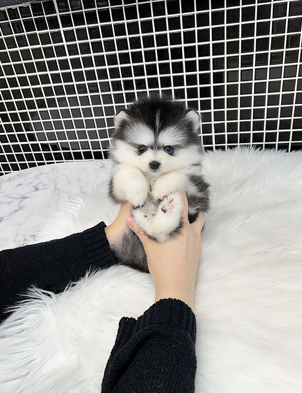 Teacup Pomsky -Shine - I LOVE DOG MAIN