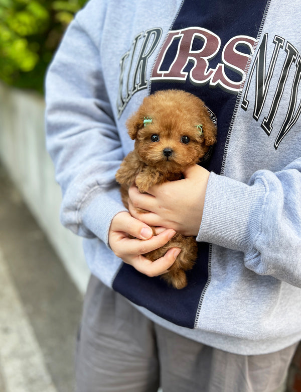 Tea cup Poodle-Gimtan - I LOVE DOG MAIN